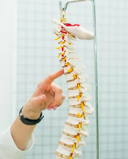 Doctor pointing to a model of the spine