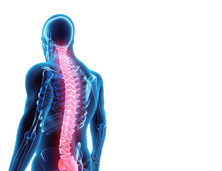 Illustration of the human spine highlighted in red
